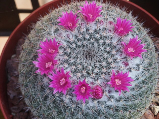 Mammillaria hahniana 