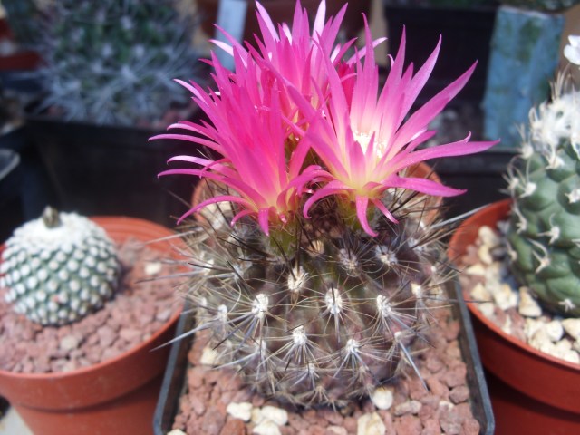 Neoporteria subgibbosa 