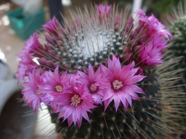 Mammillaria spinosissima cv. un pico 