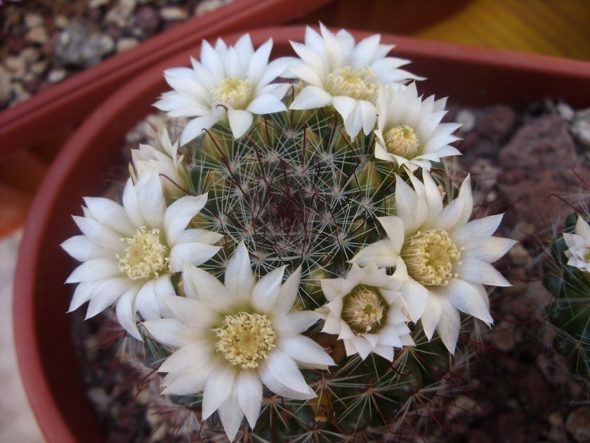 Mammillaria zeilmanniana cv. albiflora 