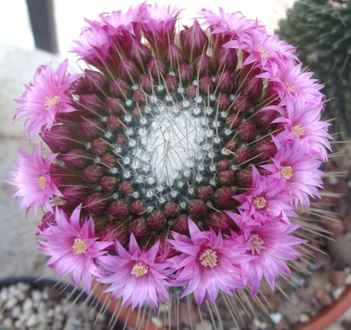 Mammillaria spinosissima cv. un pico 