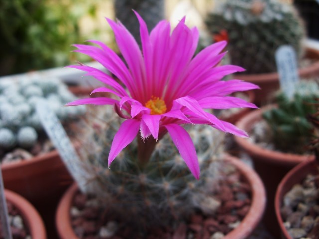 Mammillaria guelzowiana 