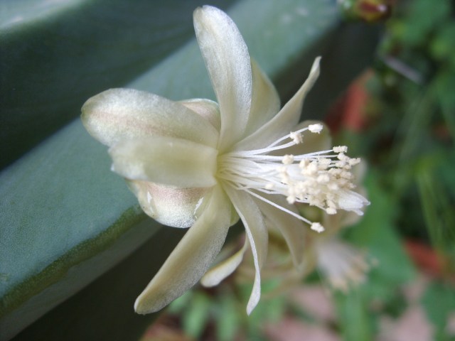 Myrtillocactus geometrizans 