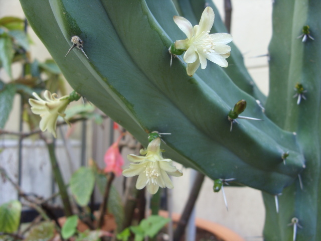 Myrtillocactus geometrizans 