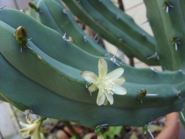 Myrtillocactus geometrizans 