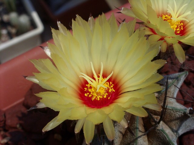 Astrophytum capricorne 