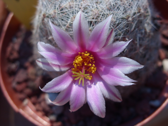 Mammillaria grahamii v. oliviae 