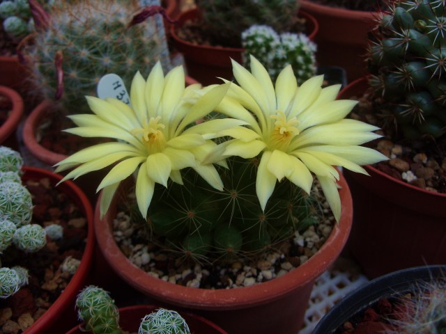 Mammillaria sphaerica 