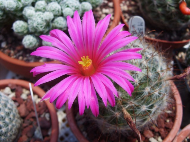 Mammillaria guelzowiana v. robustior 