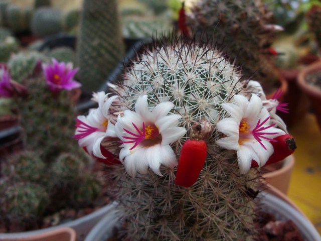 Mammillaria albicans f. slevinii 