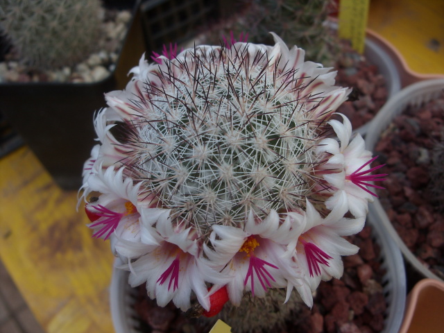 Mammillaria albicans f. slevinii 