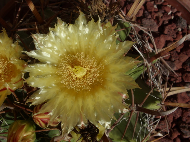 Ferocactus wislizeni ssp. herrerae 