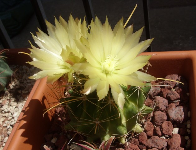 Ferocactus hamatacanthus v. papyracanthus 