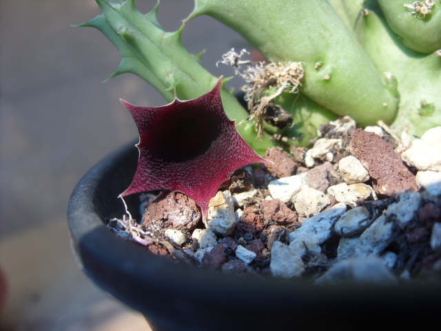 Huernia keniensis 