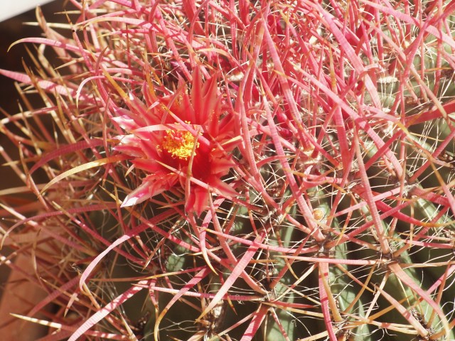 Ferocactus gracilis ssp. coloratus 