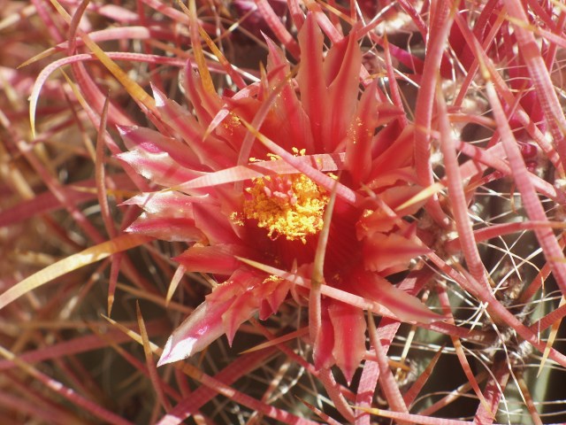 Ferocactus gracilis ssp. coloratus 