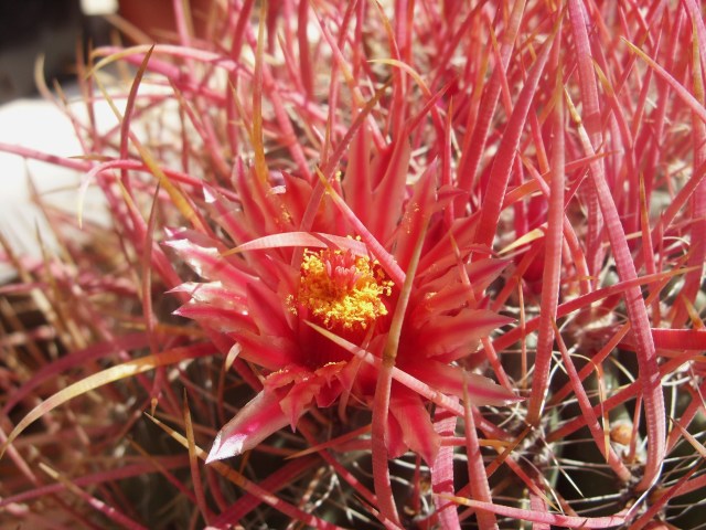 Ferocactus gracilis ssp. coloratus 