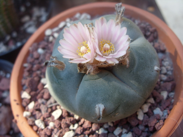 Lophophora williamsii 