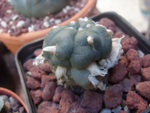 Lophophora williamsii 