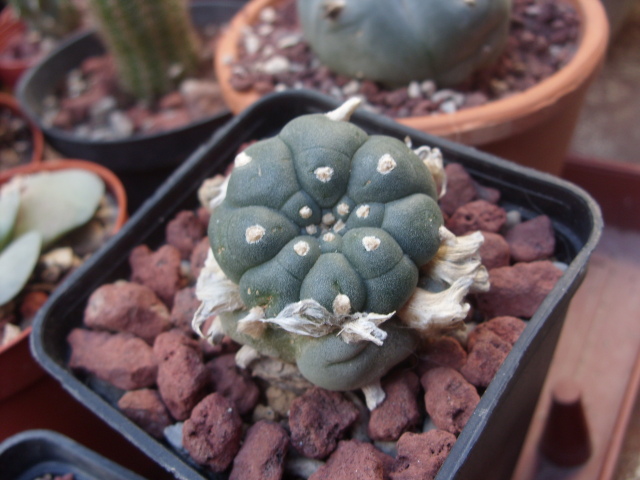 Lophophora williamsii 