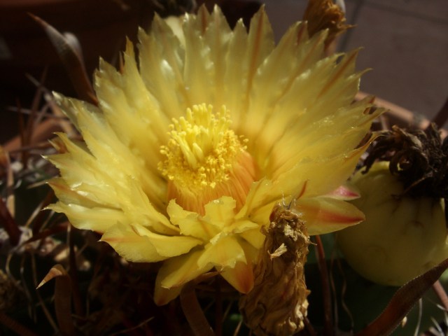 Ferocactus wislizeni ssp. herrerae 