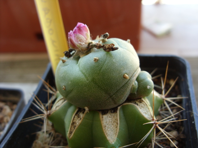 Lophophora jourdaniana 