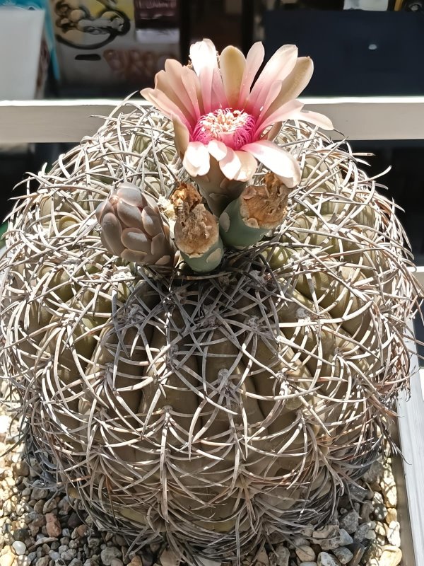 Gymnocalycium spegazzinii 