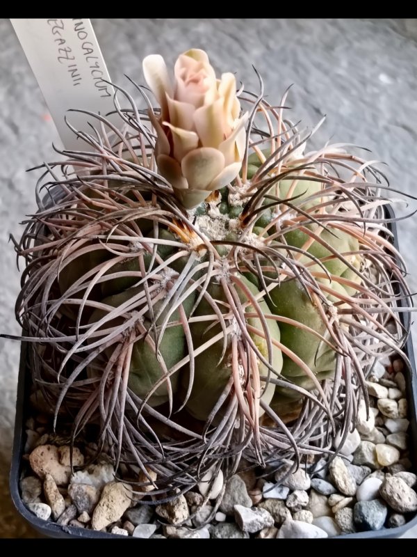 gymnocalycium spegazzinii