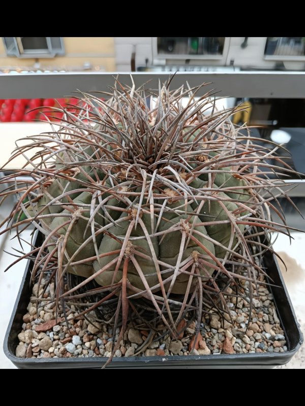 gymnocalycium spegazzinii v. major