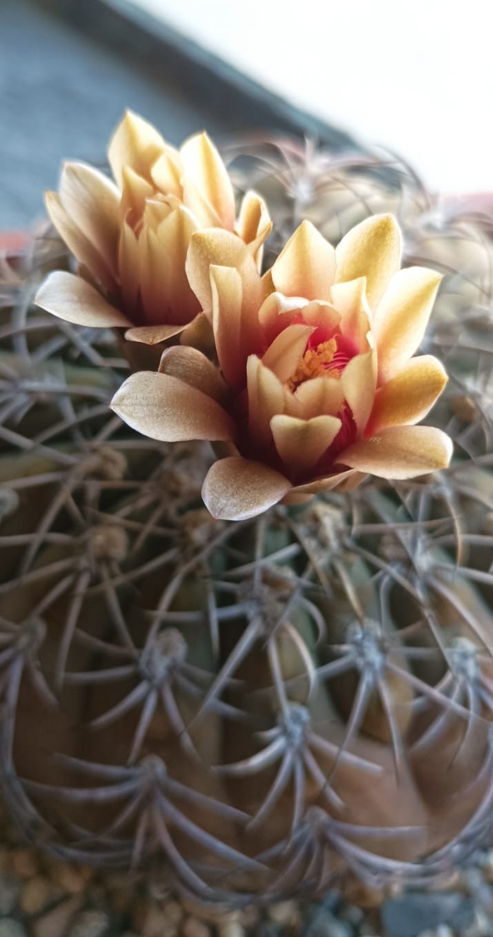 Gymnocalycium spegazzinii 