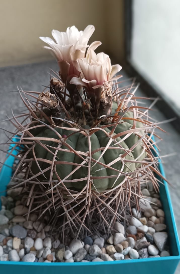 Gymnocalycium spegazzinii x cardenasianum 