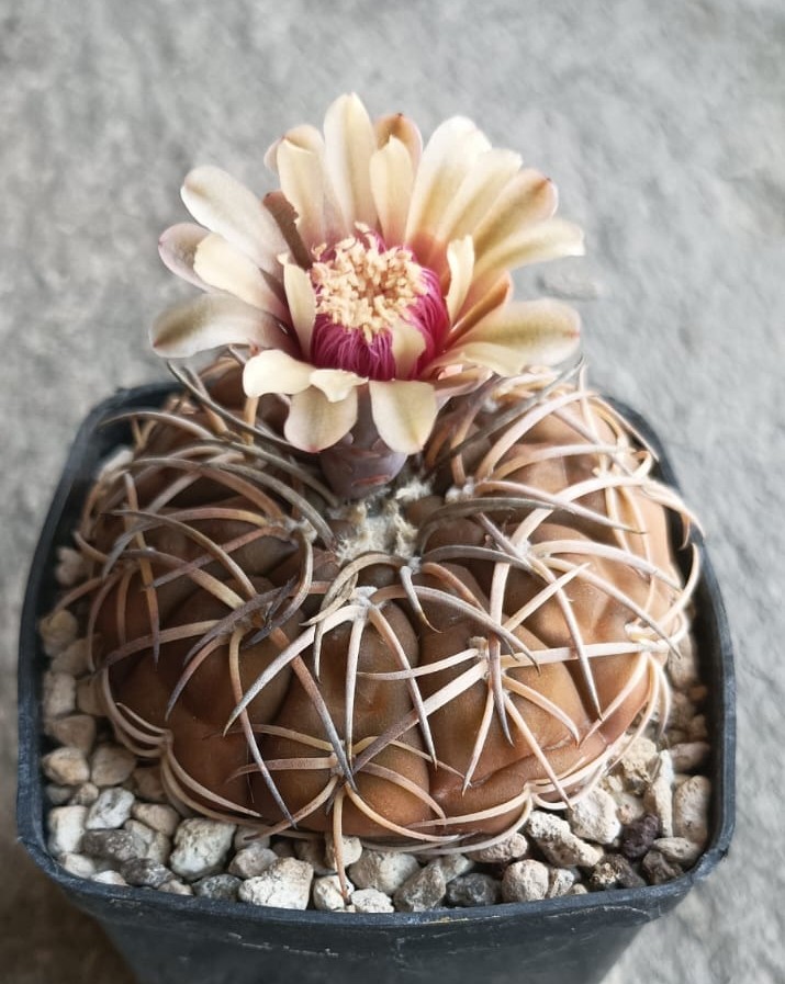 Gymnocalycium spegazzinii 