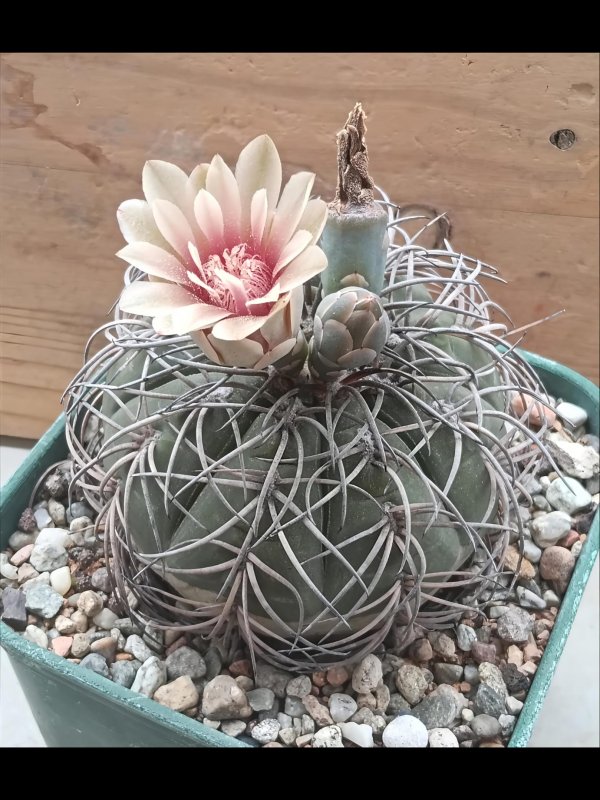 Gymnocalycium spegazzinii 