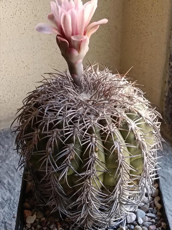Gymnocalycium spegazzinii 