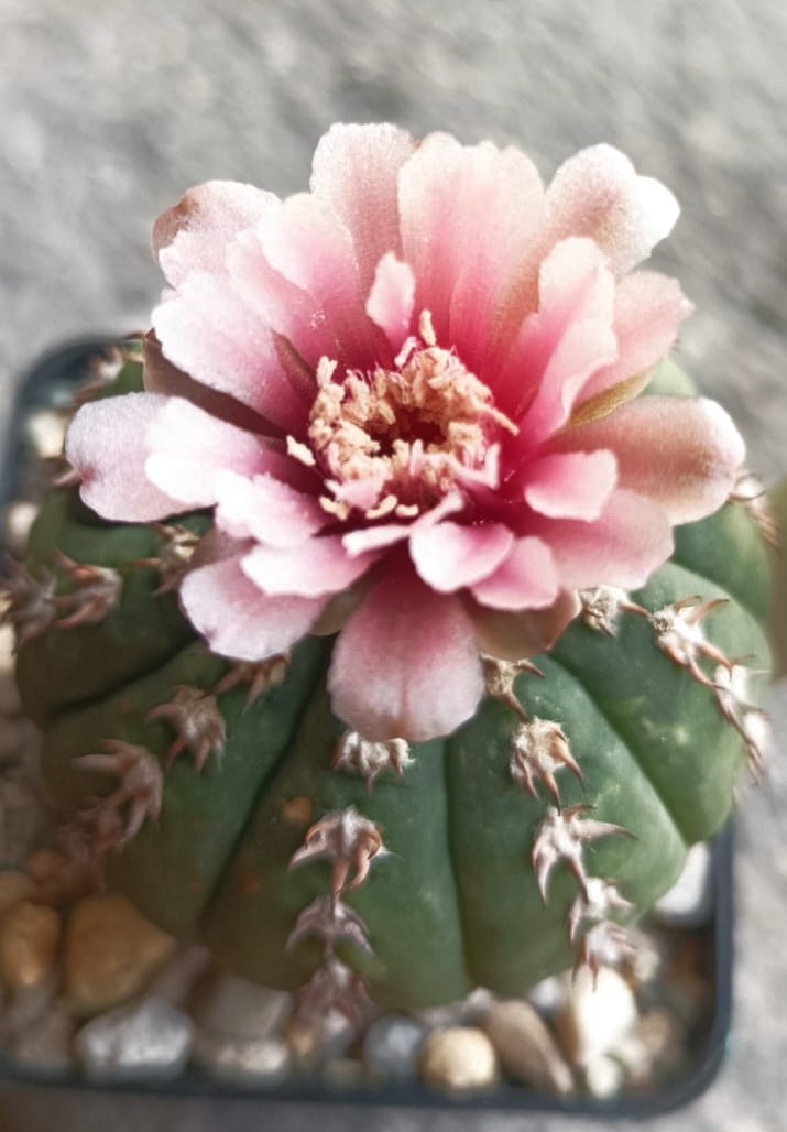 Gymnocalycium spegazzinii f. unguispinum si 44b