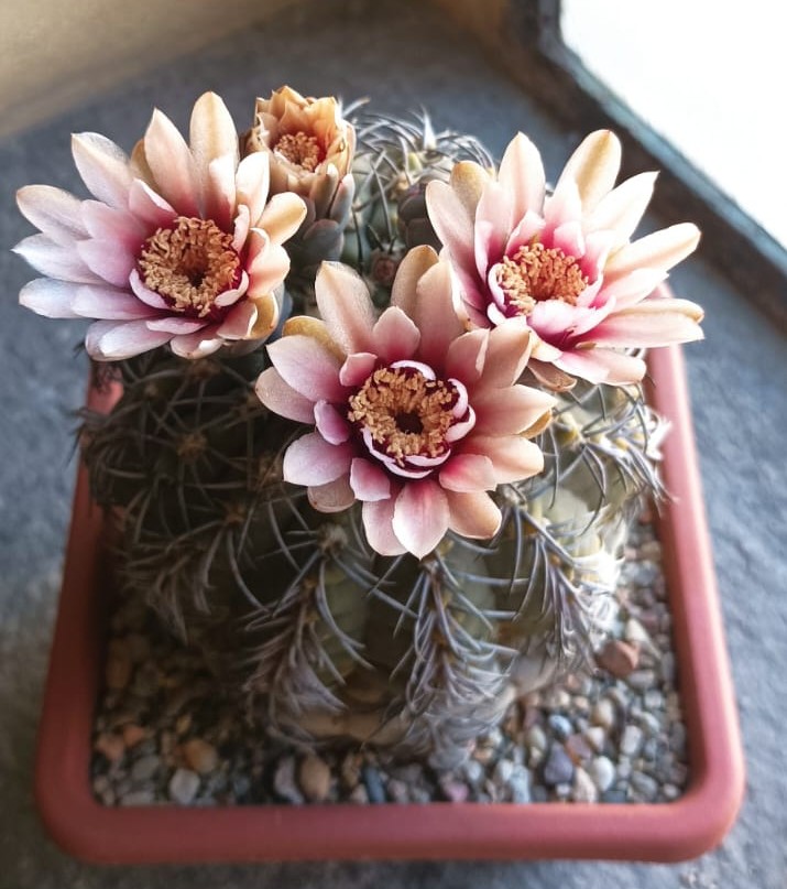Gymnocalycium spegazzinii 