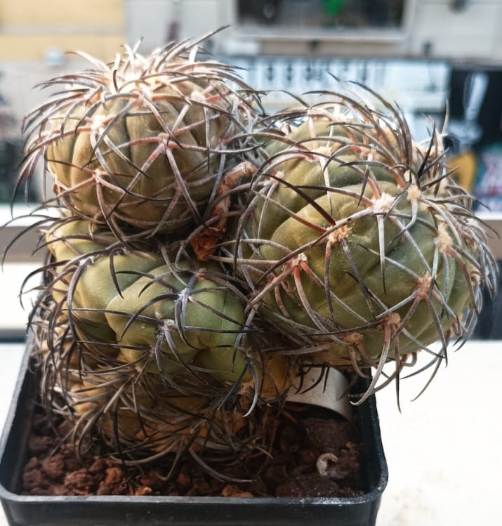 Gymnocalycium spegazzinii 