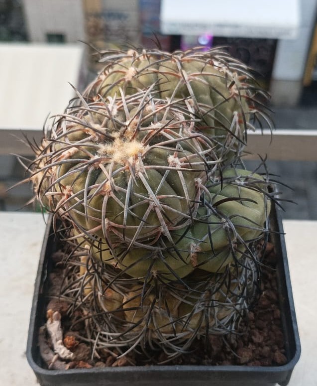 Gymnocalycium spegazzinii 