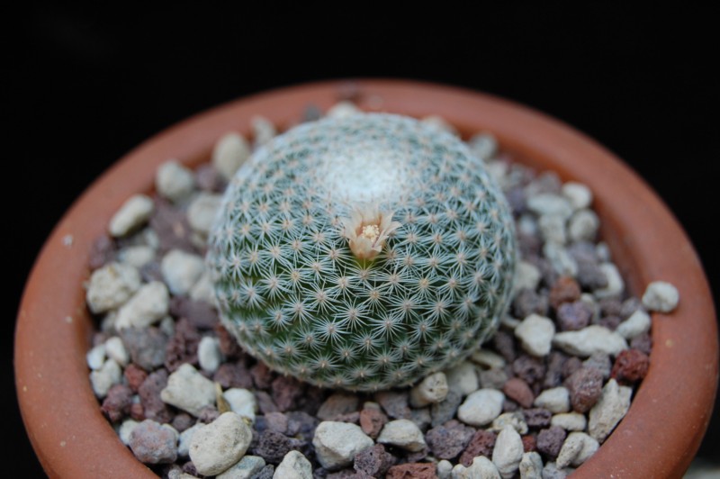 Mammillaria formosa ssp. microthele REP 1267