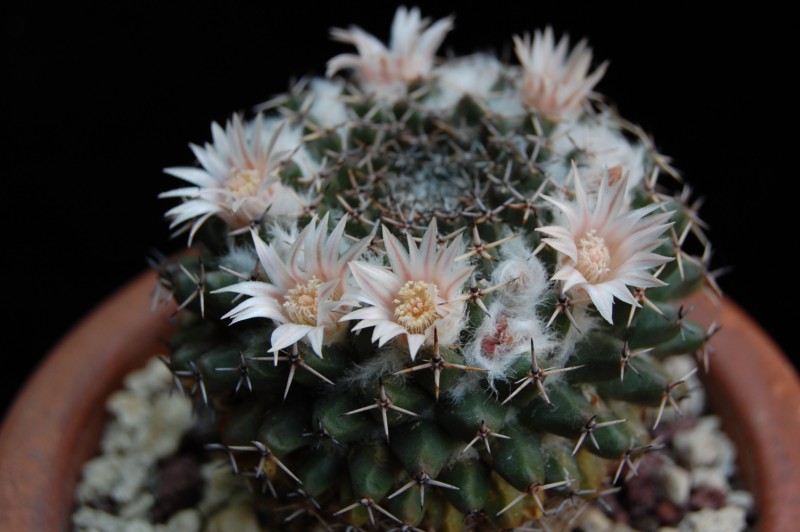 Mammillaria formosa ssp. pseudocrucigera REP 1159