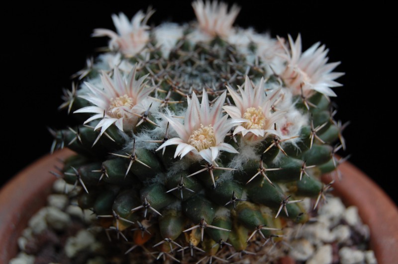 Mammillaria formosa ssp. pseudocrucigera REP 1159