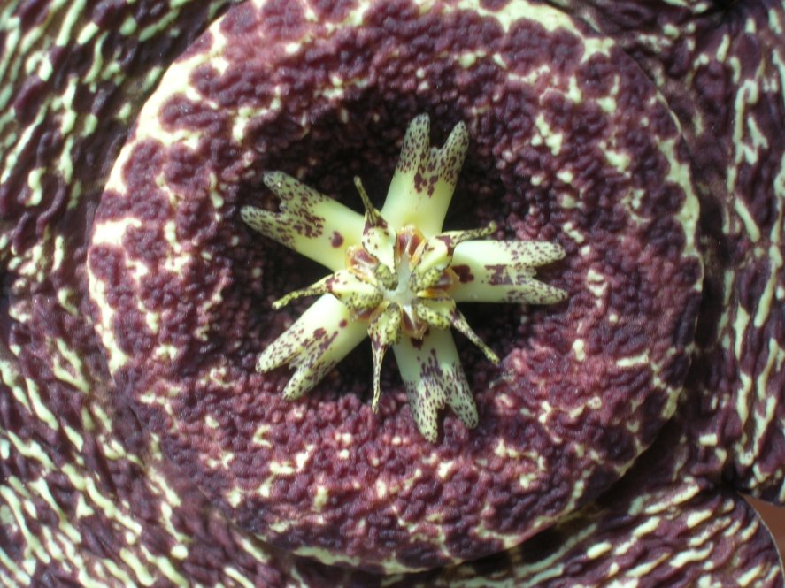 Stapelia variegata 