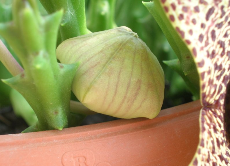 Stapelia variegata 