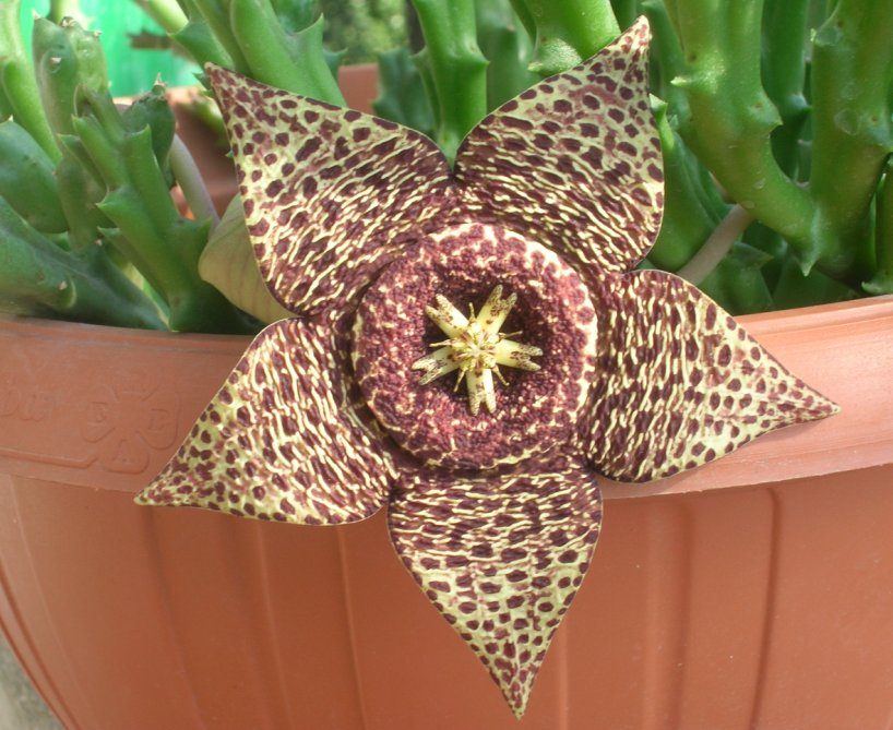 Stapelia variegata 