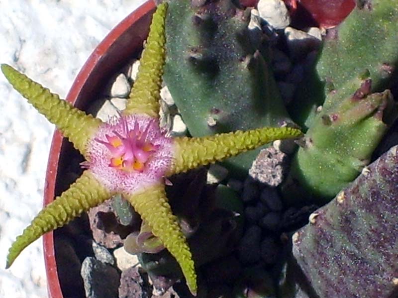 Stapelia flavopurpurea 