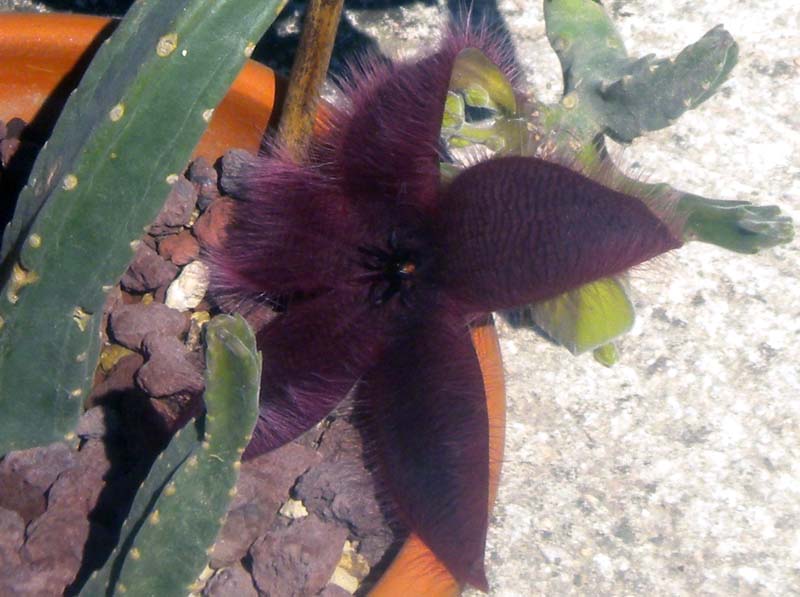 Stapelia grandiflora 