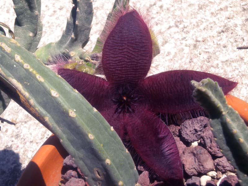 Stapelia grandiflora 