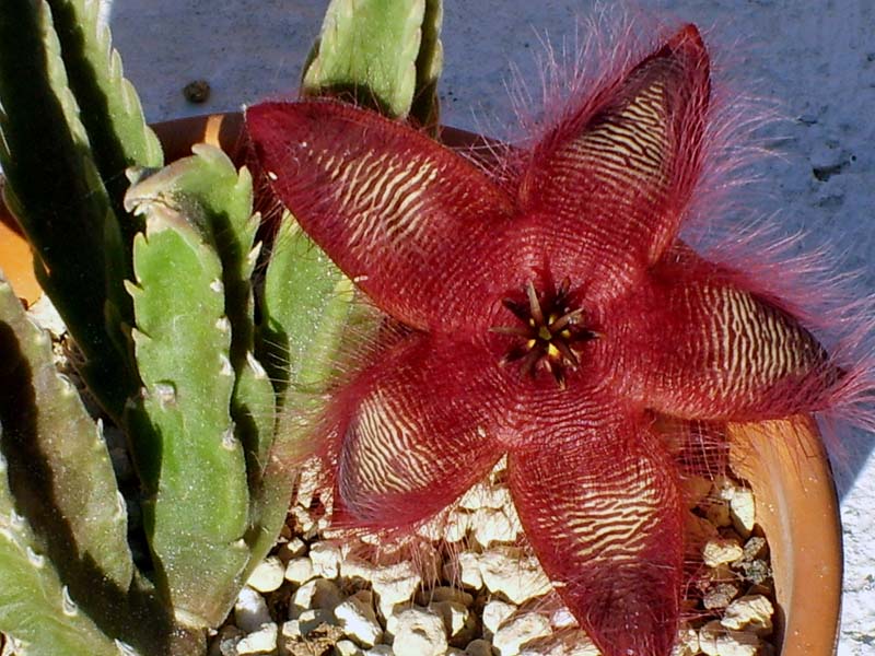 Stapelia hirsuta 