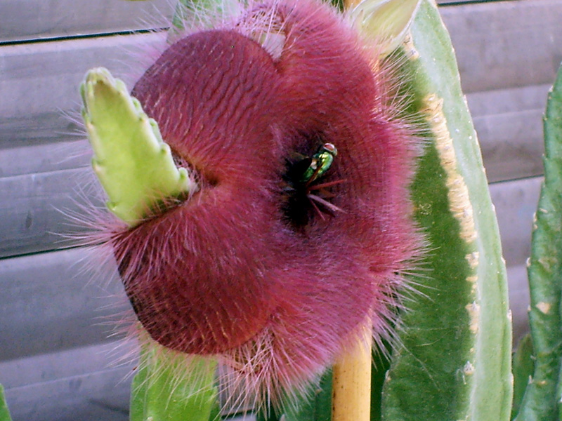 Stapelia grandiflora 