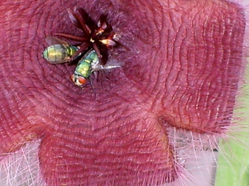 Stapelia grandiflora 